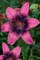 Purple Dream Asiatic Lily 3 Bulbs 12/14cm - Pink-Purple with Black Centers